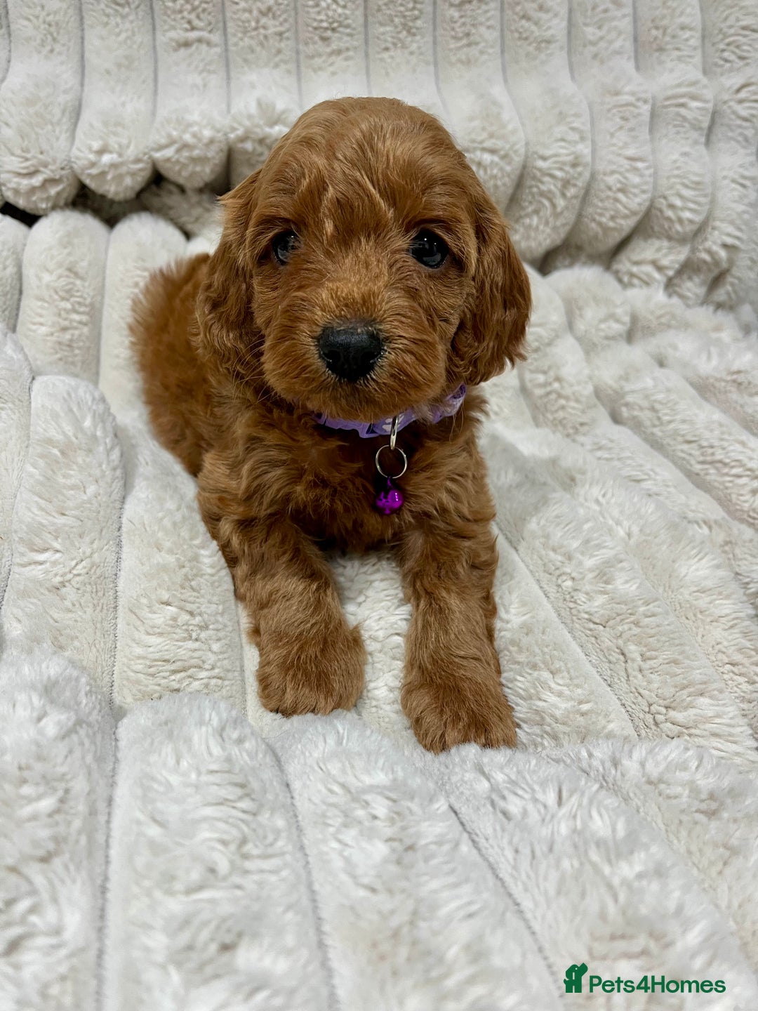 Cockapoo dogs for sale: Fox Red Cockapoo Puppies🎅 **  - Advert 5