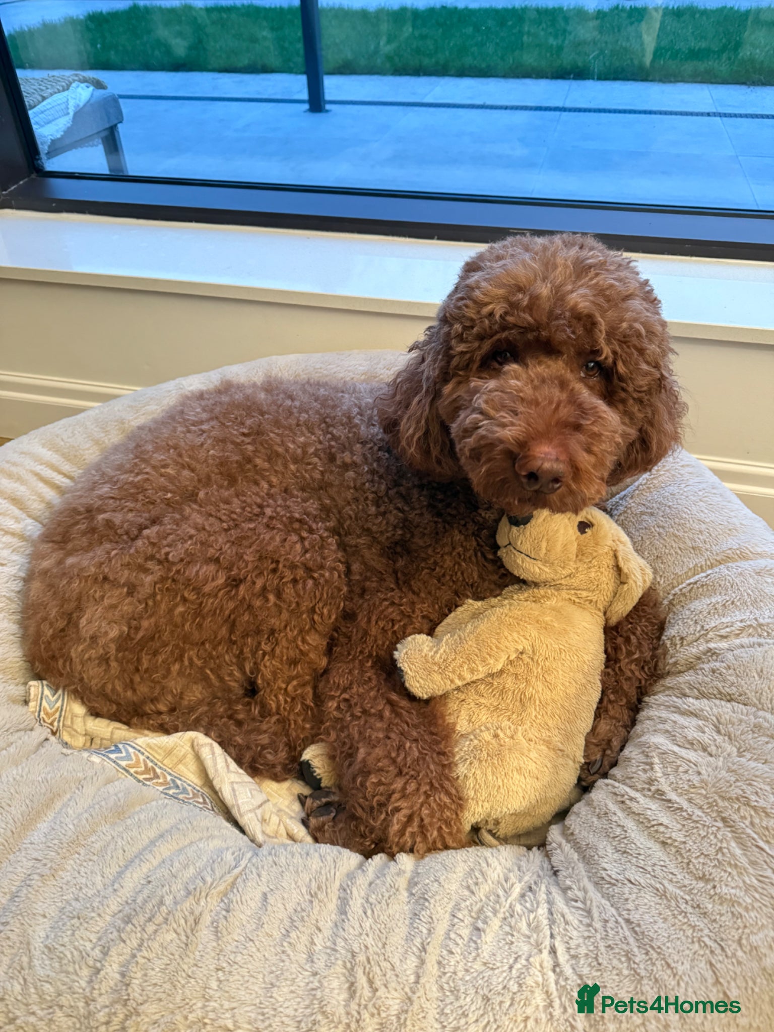 Standard Poodle dogs Looking for a Forever Home for Bailey - Advert 1