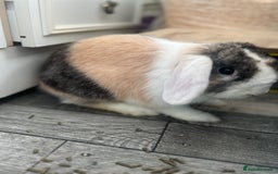 English Lop rabbits for sale: Buck needing a good home - Image 3