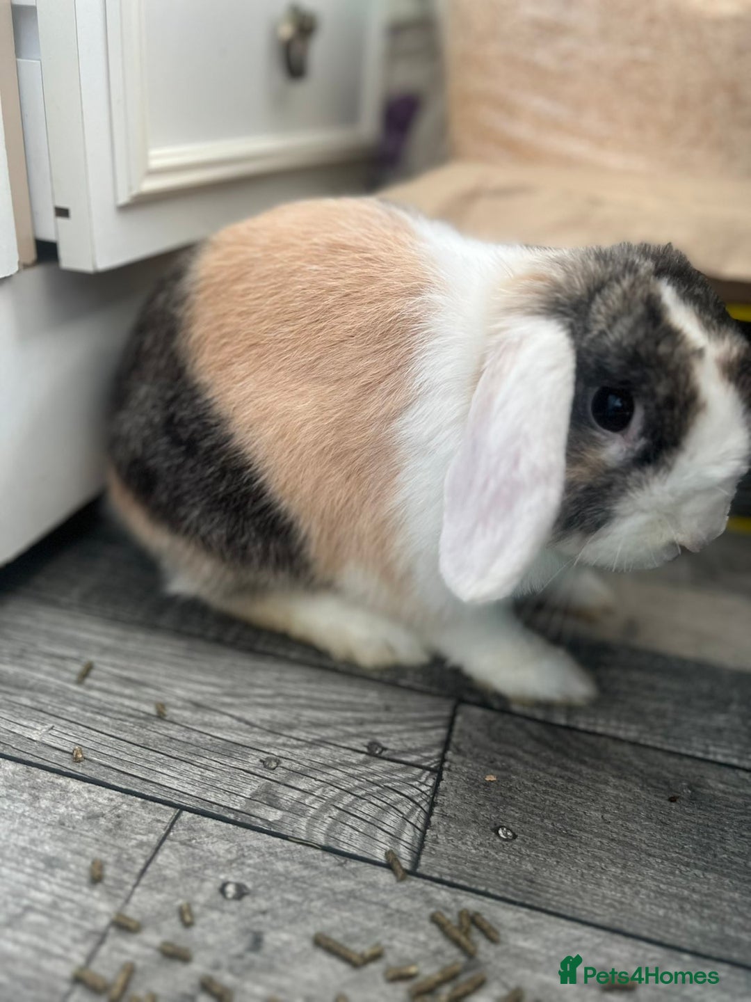 English Lop rabbits for sale: Buck needing a good home - Image 3