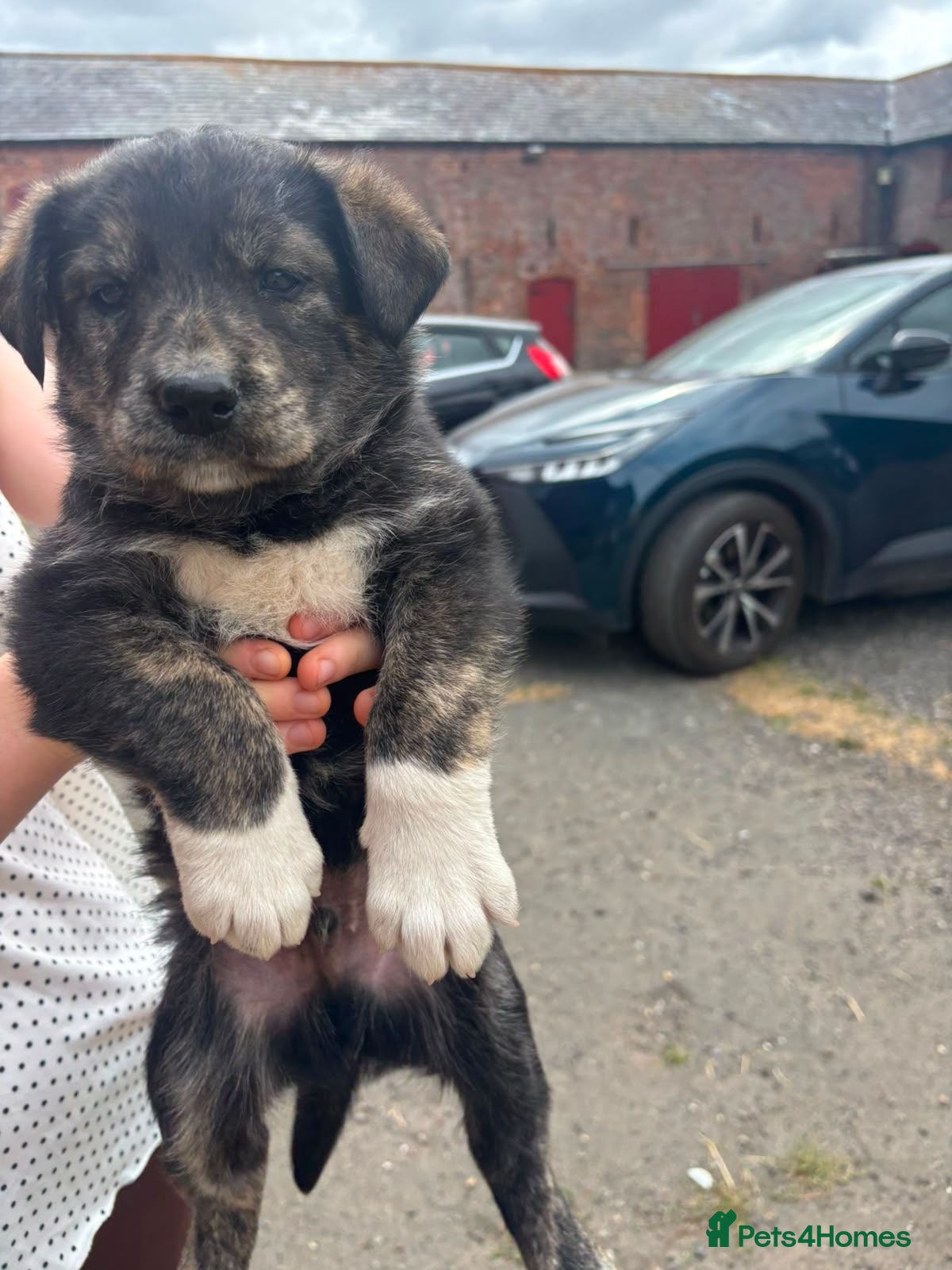 Mixed Breed dogs husky x huntaway x pups for sale - Advert 2