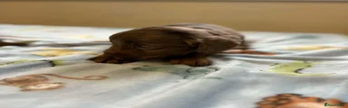 Cockapoo 3