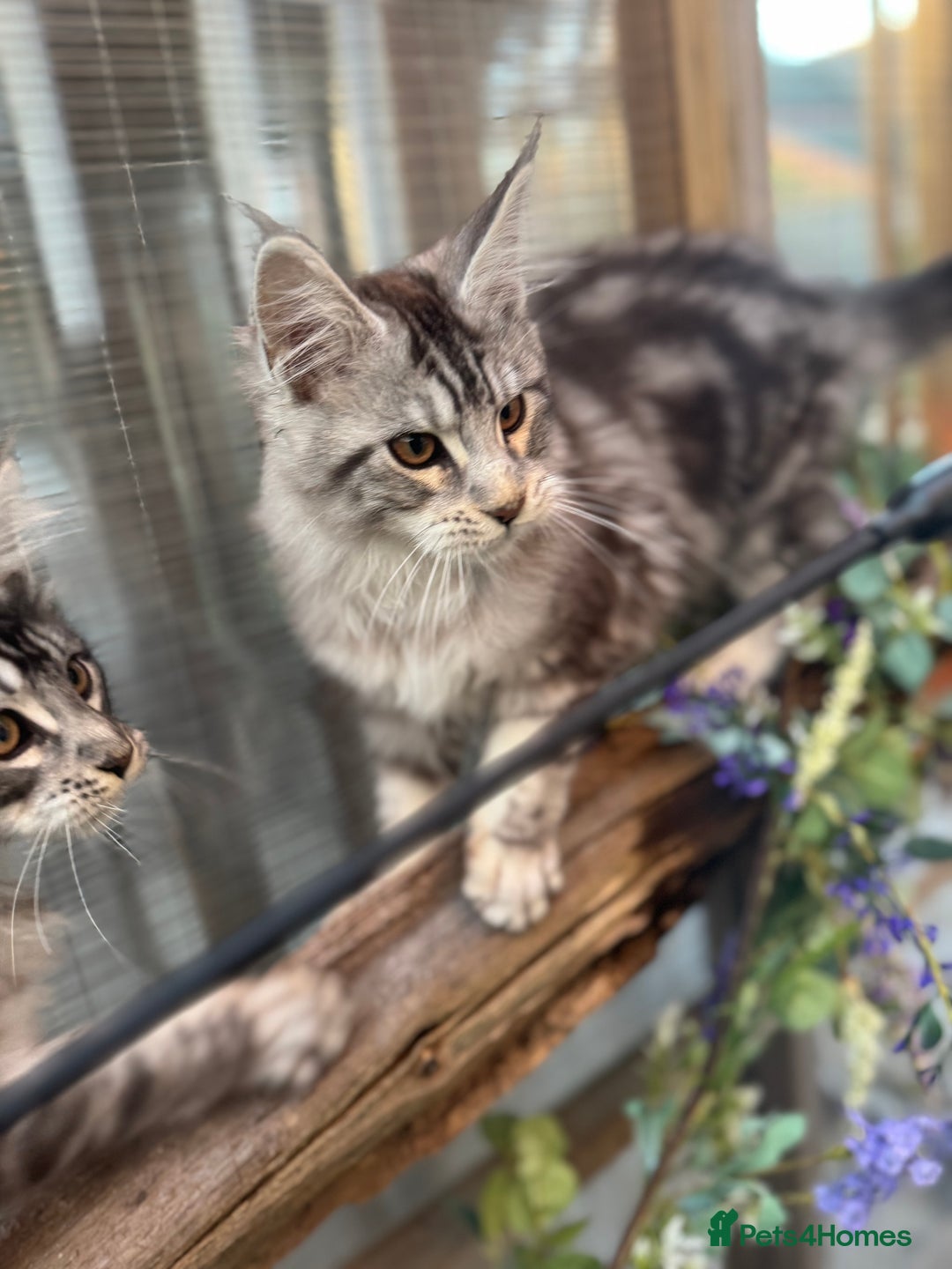 Maine Coon cats for sale: Stunning silver/black tabby MC boys available  - Advert 8