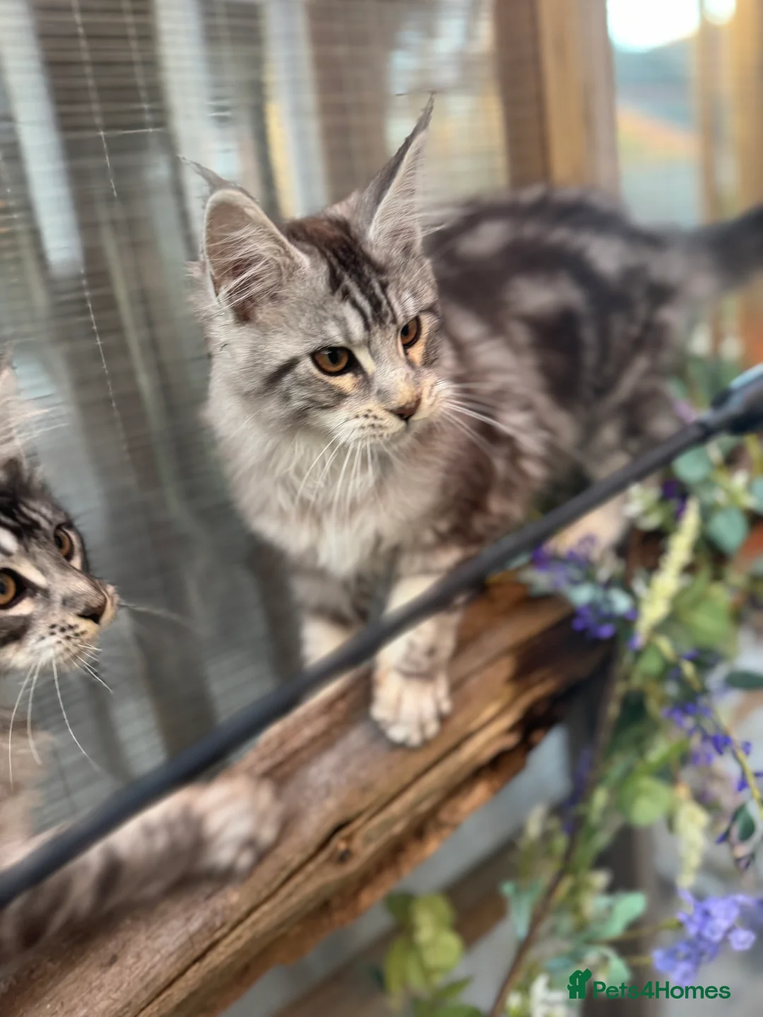 Maine Coon cats for sale: Stunning silver/black tabby MC boys available  - Advert 8