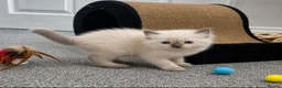 Ragdoll cats for sale: 🐾 Gorgeous Ragdoll Kittens 🐾 - Advert 5