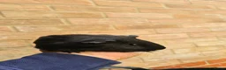 Guinea Pig rodents for sale: Baby Guinea.\nPigs - Advert 4