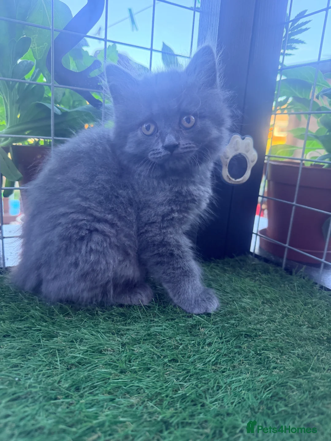 British Shorthair cats for sale: Beautiful BSH kittens 😍 - Advert 20