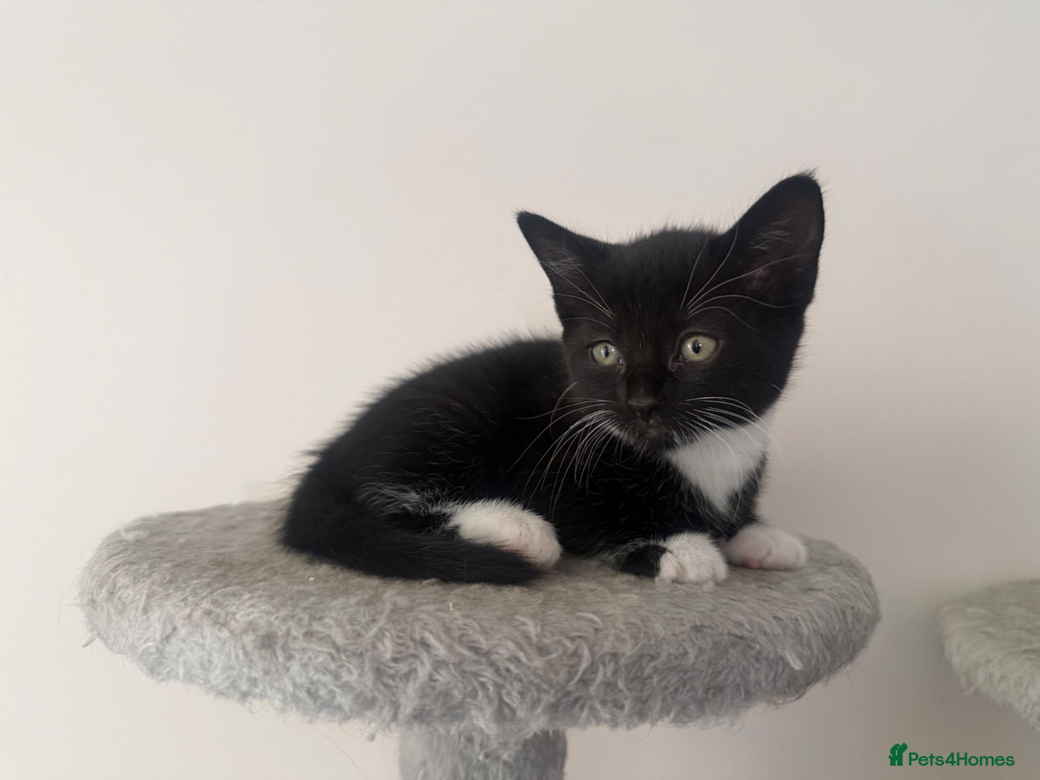 Mixed Breed cats Last beautiful girl kitten - Advert 1