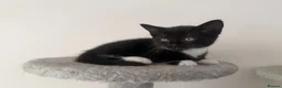 Mixed Breed cats for sale: Last beautiful girl kitten - Advert 1