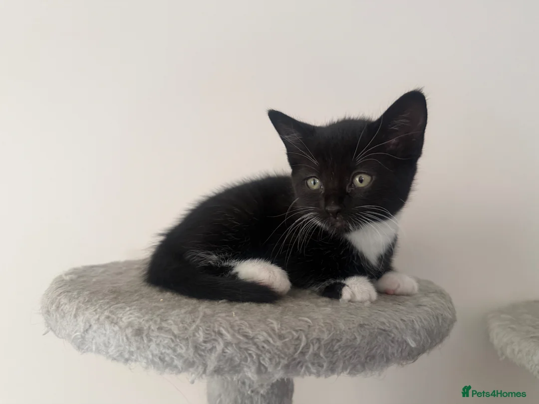 Mixed Breed cats for sale: Last beautiful girl kitten - Advert 1