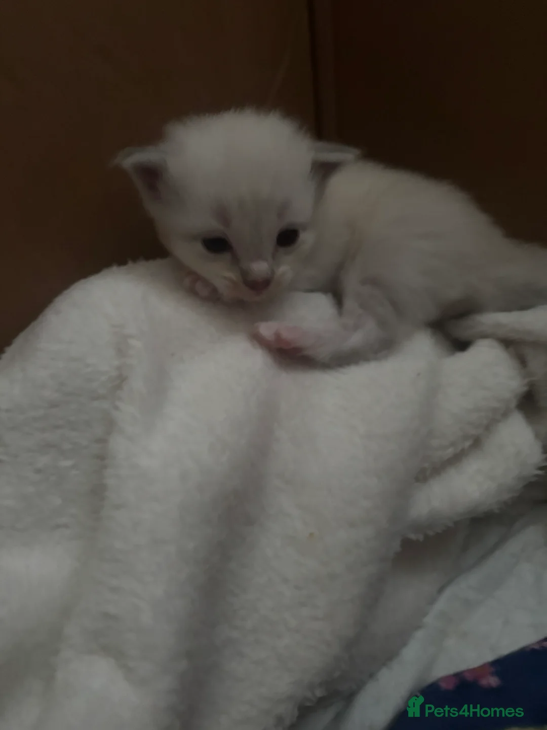 Ragdoll cats for sale: Ragdoll kittens  - Advert 6