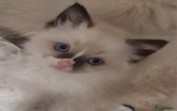Ragdoll cats for sale: Gorgeous gccf reg Ragdoll kittens  - Image 9