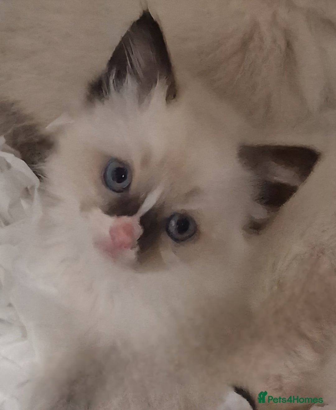 Ragdoll cats for sale: Gorgeous gccf reg Ragdoll kittens  - Image 9