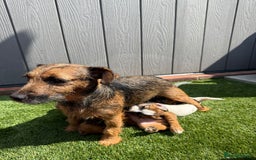 Jack Russell dogs for sale: Beautiful jack russel puppies  - Image 3