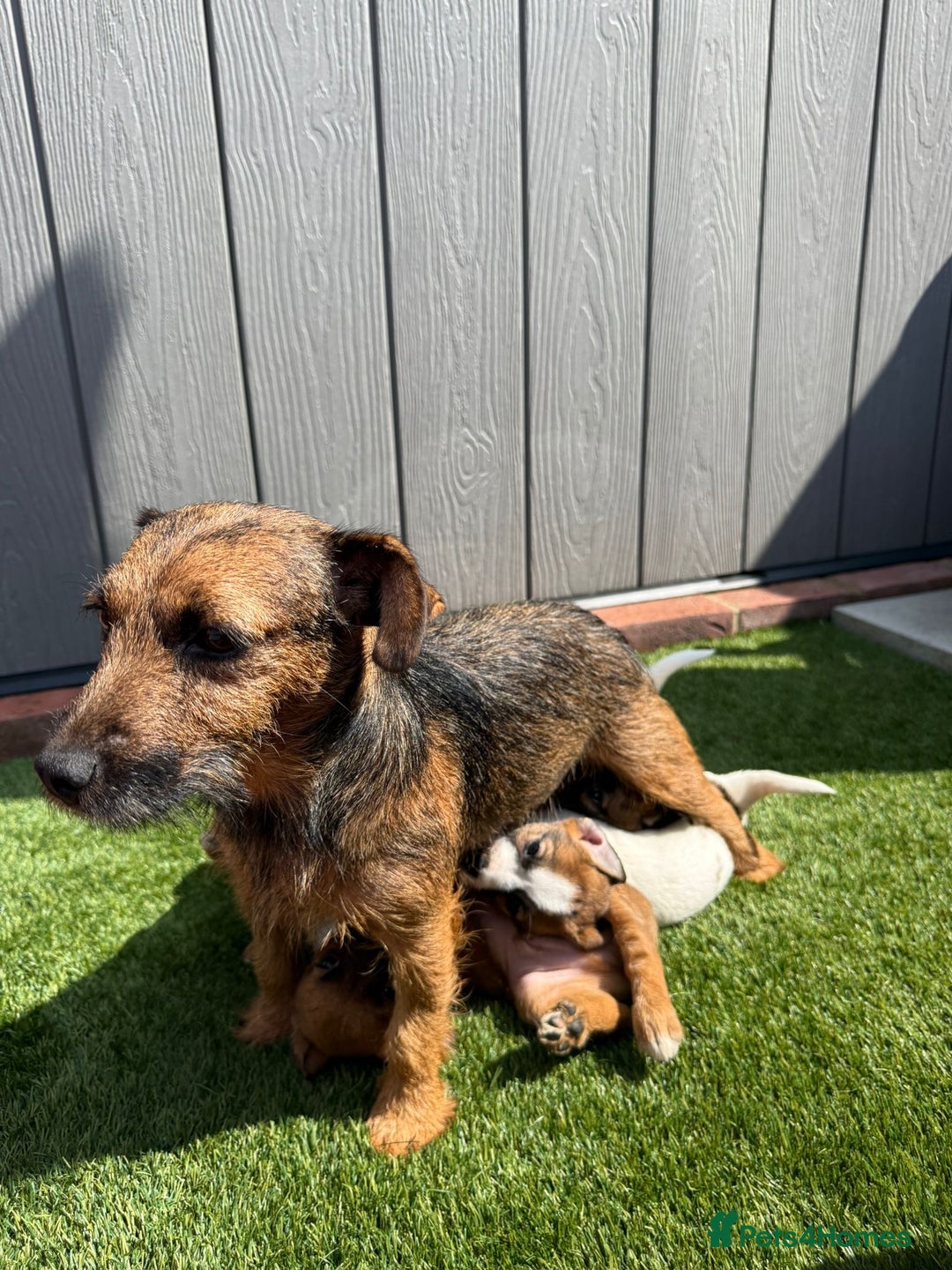 Jack Russell dogs for sale: Beautiful jack russel puppies  - Image 3