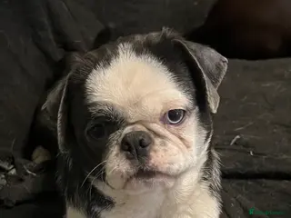 Pug dogs Now 2 adults both kc reg both female - Advert 2