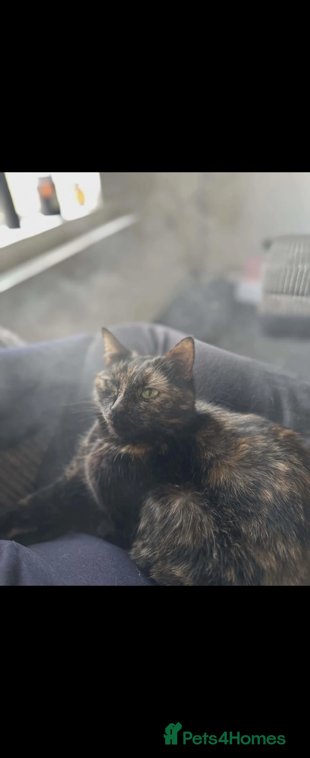 Mixed Breed cats for sale: Free to the right home. Abbie - 3 Years Old - Advert 3