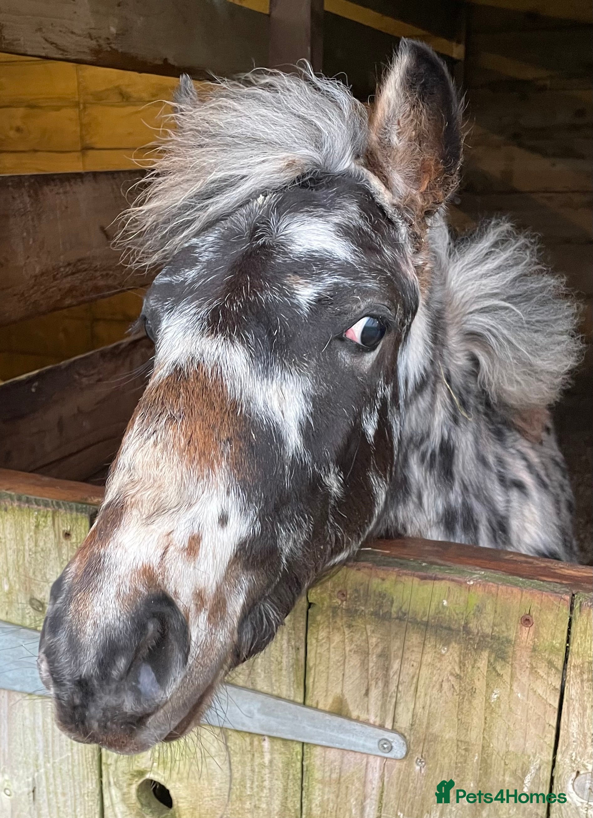 Dartmoor horses Posh boy  - Advert 1