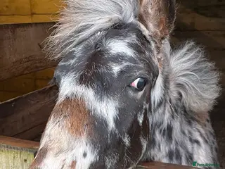 Dartmoor horses Posh boy - Advert 1