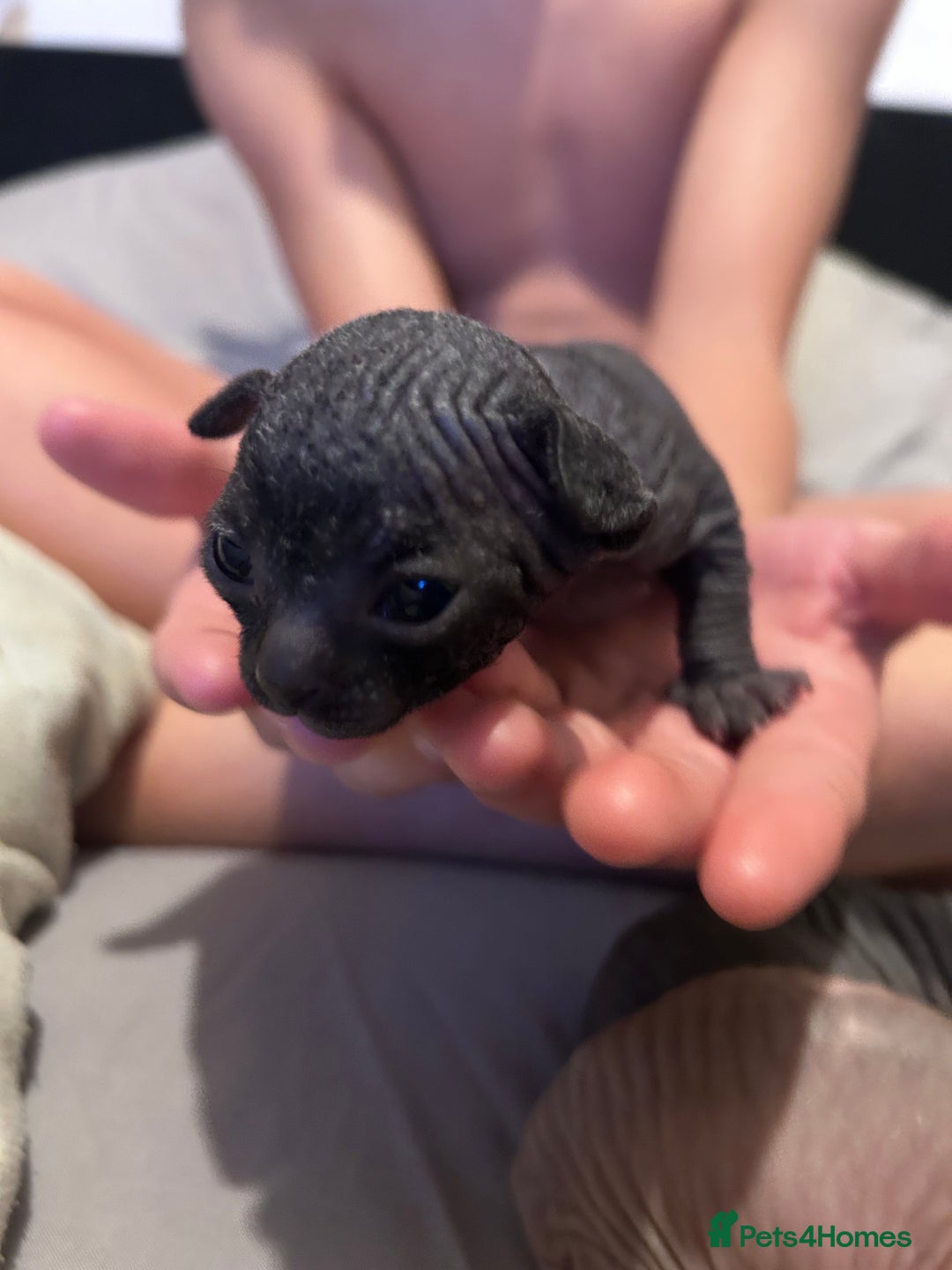 Sphynx cats for sale: Beautiful Sphynx babies  - Advert 13