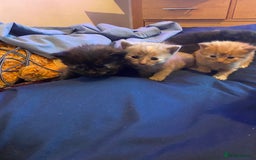American Shorthair cats for sale: 6 kittens  - Image 6
