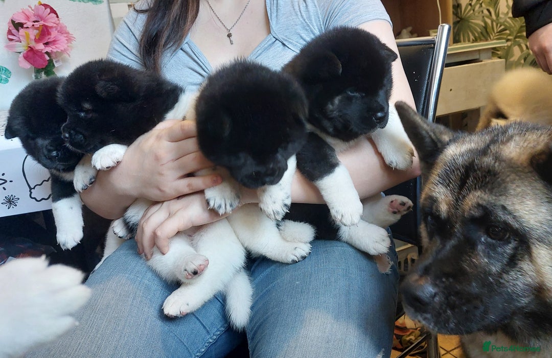 Akita dogs for sale: Kc registered beautiful akita pups  - Advert 2