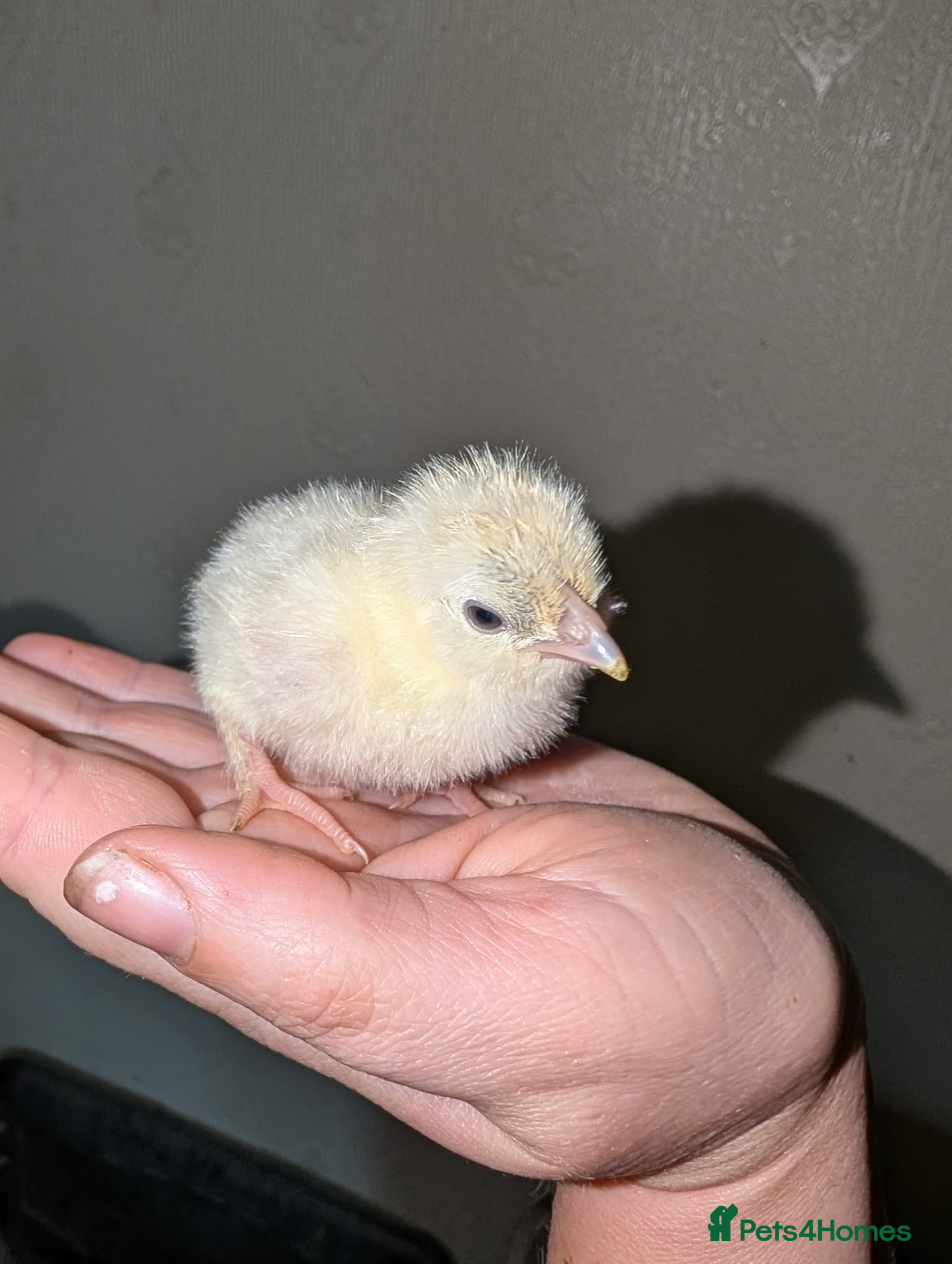 Chickens poultry unsexed chicks and quail - Advert 6