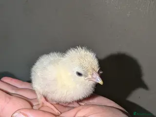 Chickens poultry unsexed chicks and quail - Advert 6