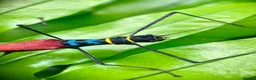 Stick Insects invertebrates for sale: 6x Nymphs of Calvisia Kneubuehleri - Advert 2
