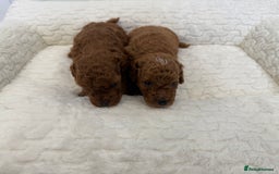 Cavapoo dogs for sale: 7 perfect f1b cavapoo’s. Fully dna & health clear. - Image 14