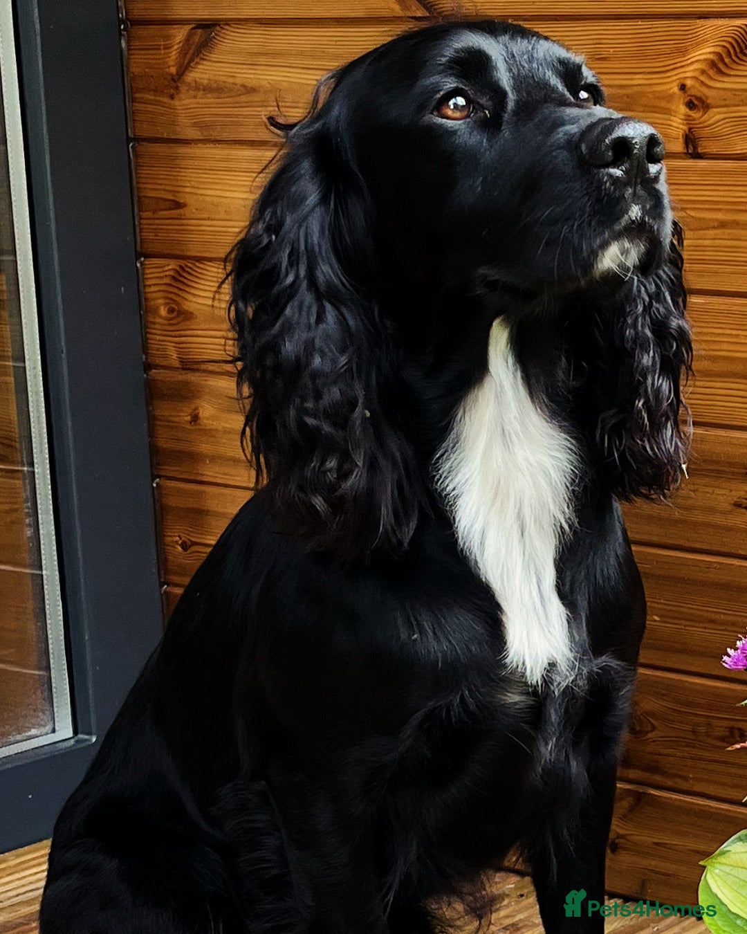 Cocker Spaniel dogs for stud: Working cocker spaniel for stud  in Southam - Advert 1
