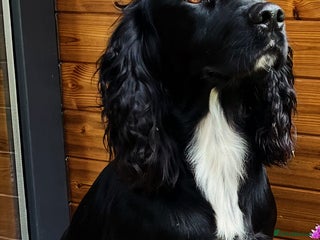 Cocker Spaniel dogs in Southam - Advert 1