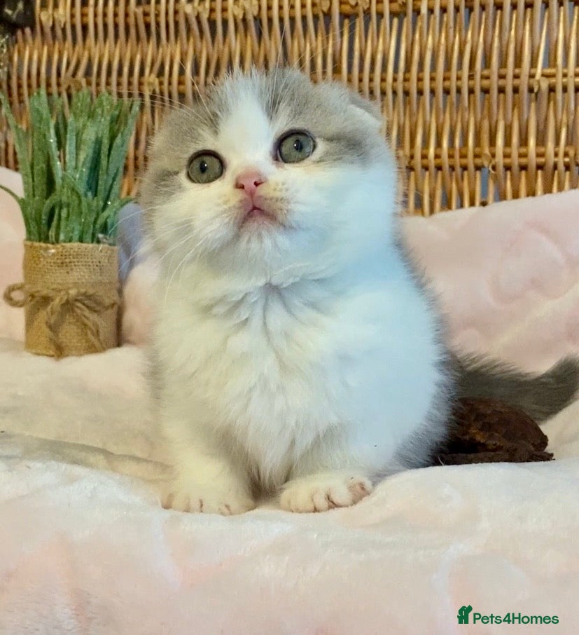 Scottish Fold cats 🧸😻CHAMPION LINE TICA REG SCOTTISH/BSH😻🧸 - Advert 6