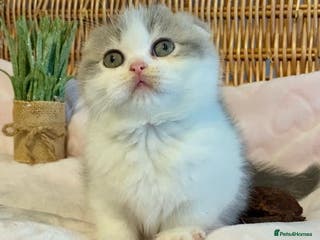 Scottish Fold cats 🧸😻CHAMPION LINE TICA REG SCOTTISH/BSH😻🧸 - Advert 6