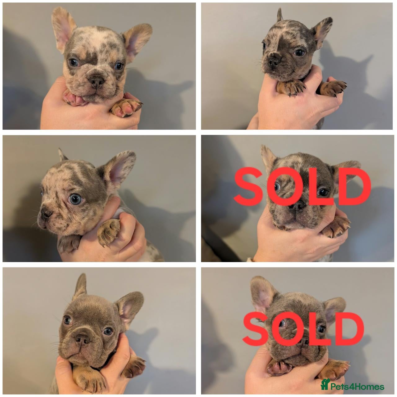 French Bulldog dogs for sale: Gorgeous French Bulldog puppies. - Advert 14