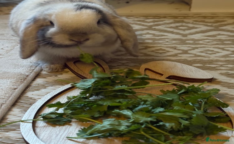 Lionhead rabbits Male Rabbit  - Advert 1