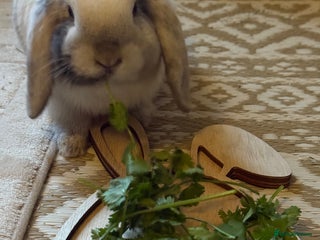 Lionhead rabbits Male Rabbit - Advert 11