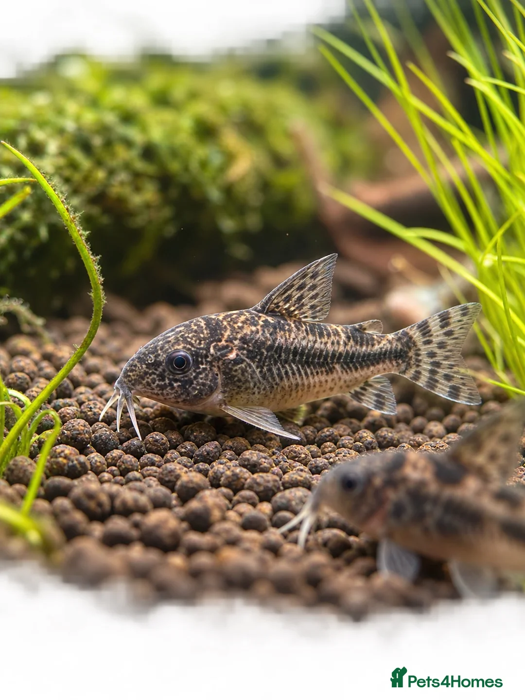 Corys fish for sale: Peppered Cory catfish  - Advert 2