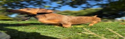 Dachshund dogs for stud: Standard Dachshund – Stud Available - Advert 2