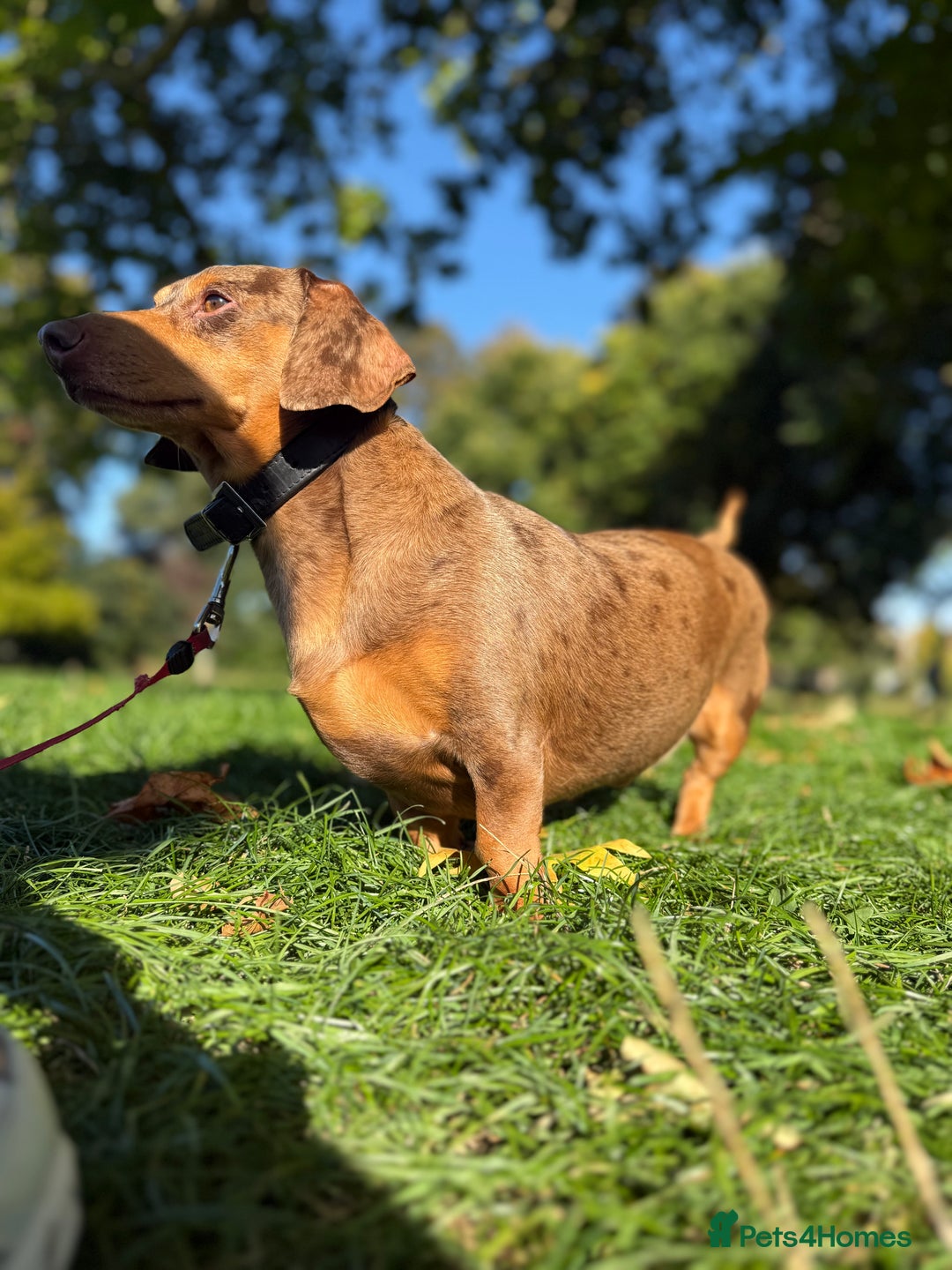 Dachshund dogs for stud: Standard Dachshund – Stud Available - Advert 2