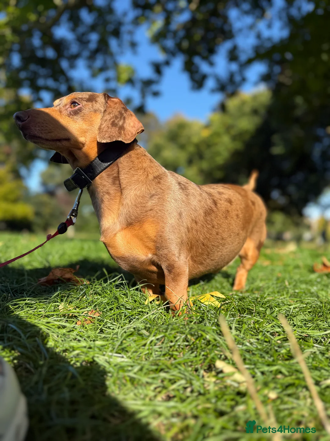 Dachshund dogs for stud: Standard Dachshund – Stud Available - Advert 2