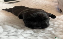 Patterjack dogs for sale: Gorgeous/ Patterjack x Patterdale pups ♥️ - Image 14