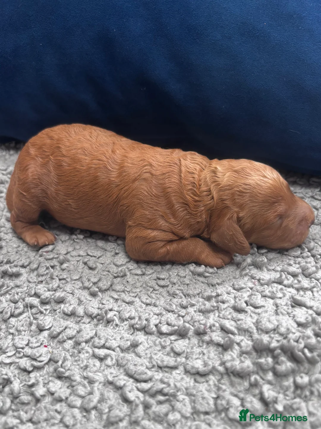 Cockapoo dogs for sale: Outstanding Cockapoo Puppies – Raised in my home. - Advert 2