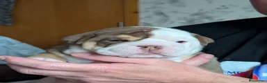 Mixed Breed 2