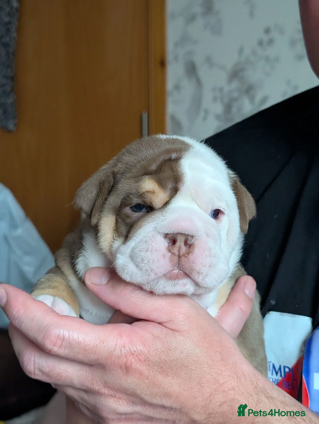Mixed Breed dogs for sale: New English bulldog  - Advert 15