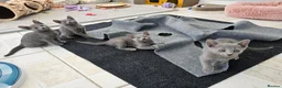Russian Blue cats for sale: GCCF REGISTERED RUSSIAN BLUE KITTENS  - Advert 29