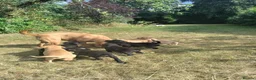 Labrador Retriever dogs for sale: Wonderful Labrador pups for sale  - Advert 3