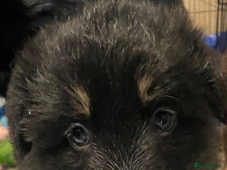 German Shepherd dogs Straight-topline German Shepherd puppies - Advert 6