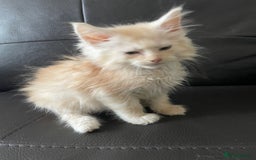 Maine Coon cats for sale: Maine Coon Cross Kittens  - Image 7