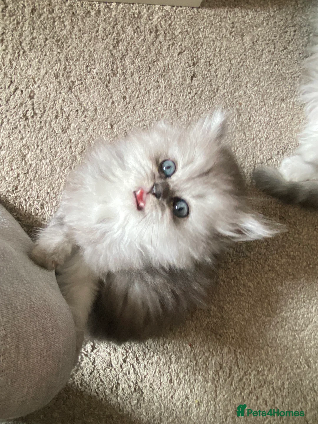 Persian cats for sale: Stunning Persian Chinchilla Kittens - Lancashire. - Advert 29
